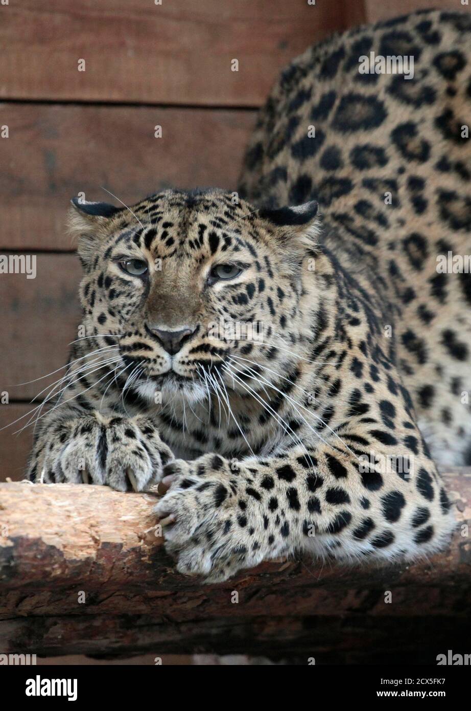 Leopard Coreen Banque D Image Et Photos Alamy