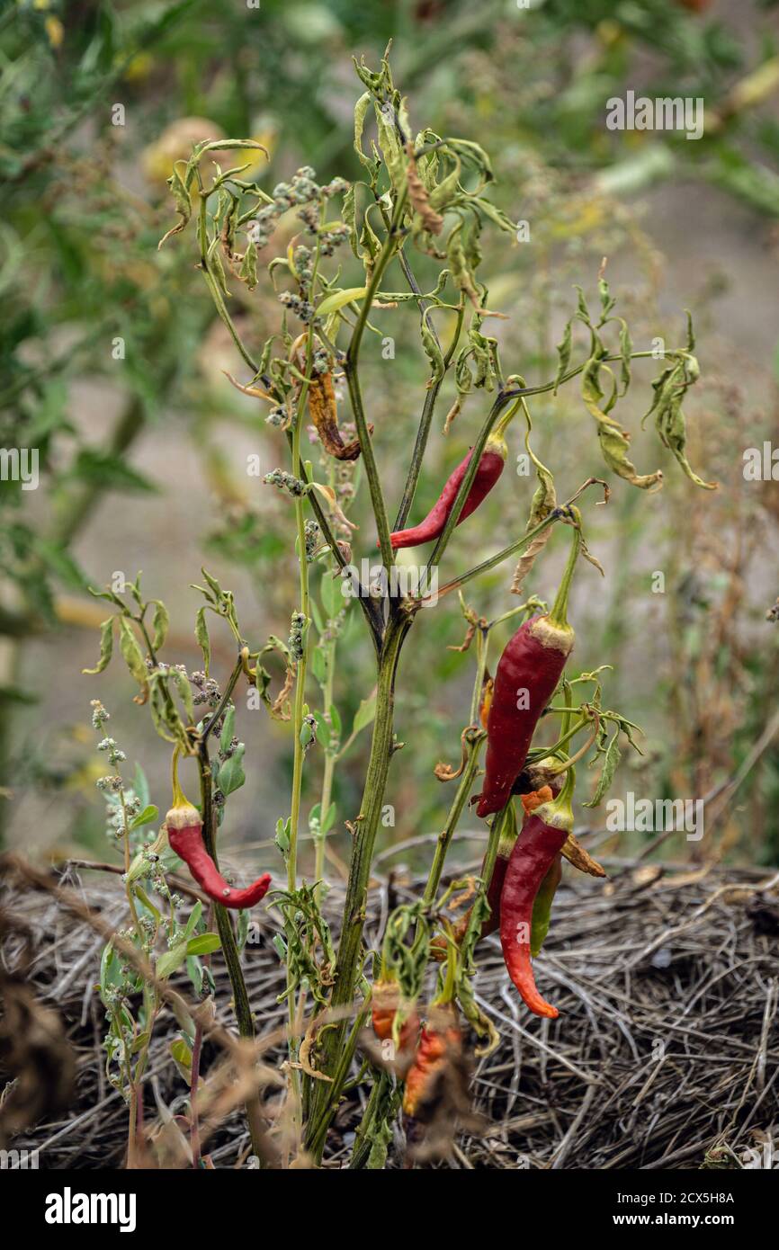 piments rouges poussant dans le jardin de permaculture Banque D'Images