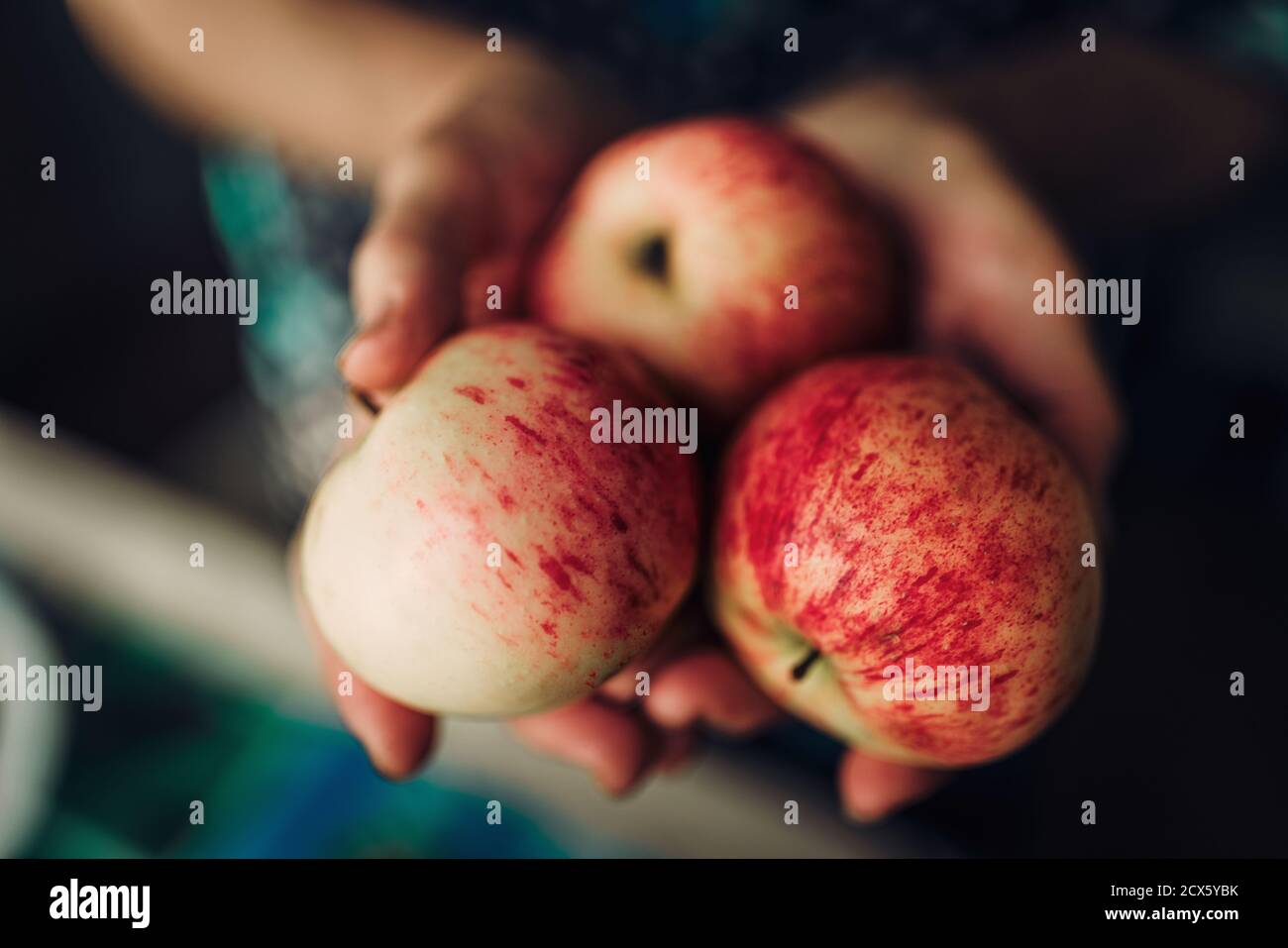 Une femme âgée tient des pommes rouges mûres dans ses mains Banque D'Images