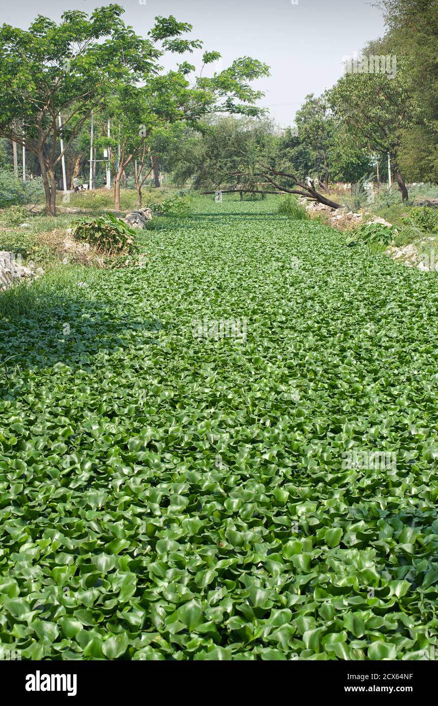 Les plantes aquatiques remplissent la douve, Mandalay, Birmanie. Myanmar Banque D'Images