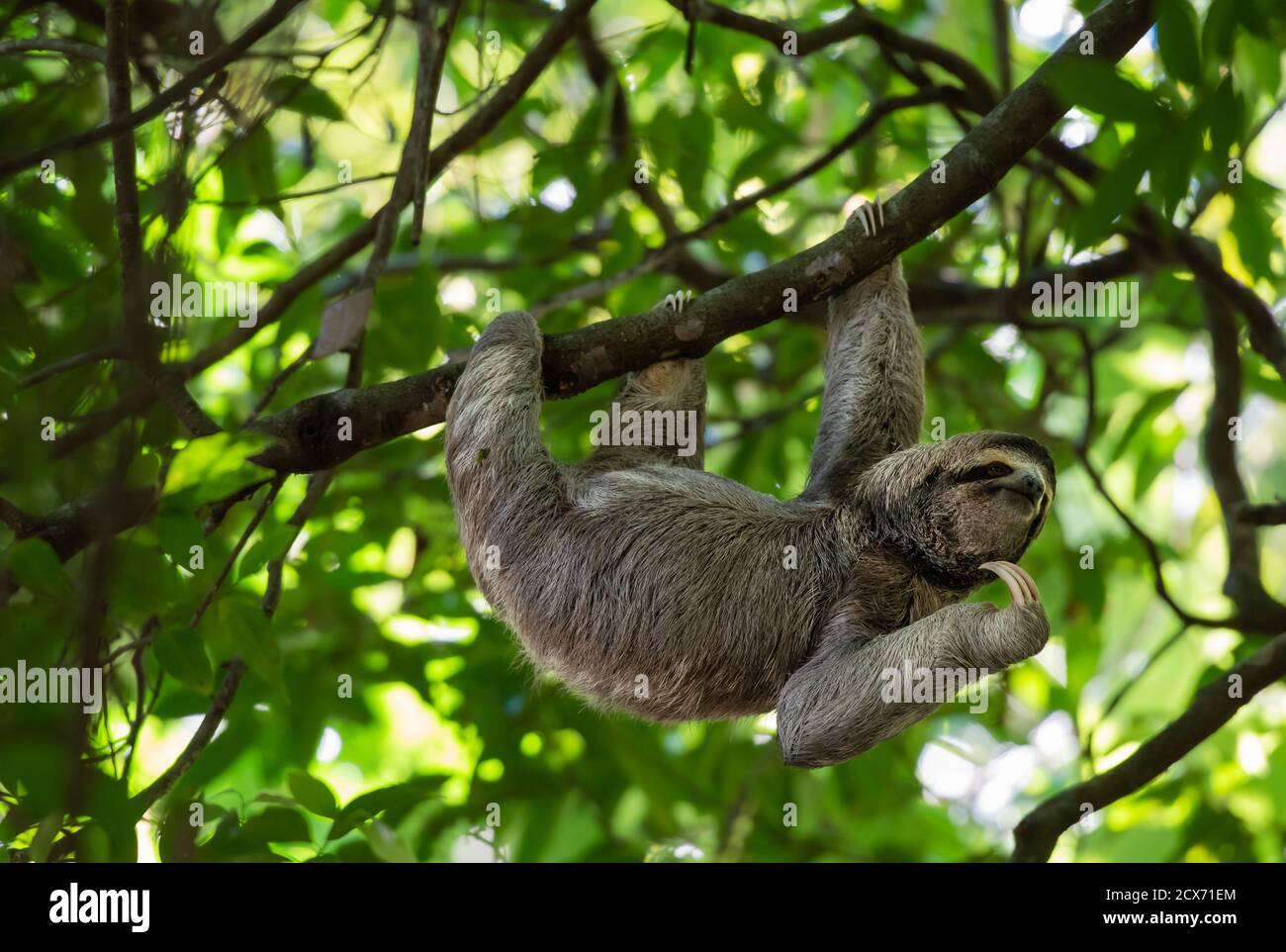 Cloth drôle accroché à la branche d'arbre, joli visage look, parfait portrait d'animal sauvage, forêt tropicale du Costa Rica, griffures de menton, Bradypus variegatus Banque D'Images