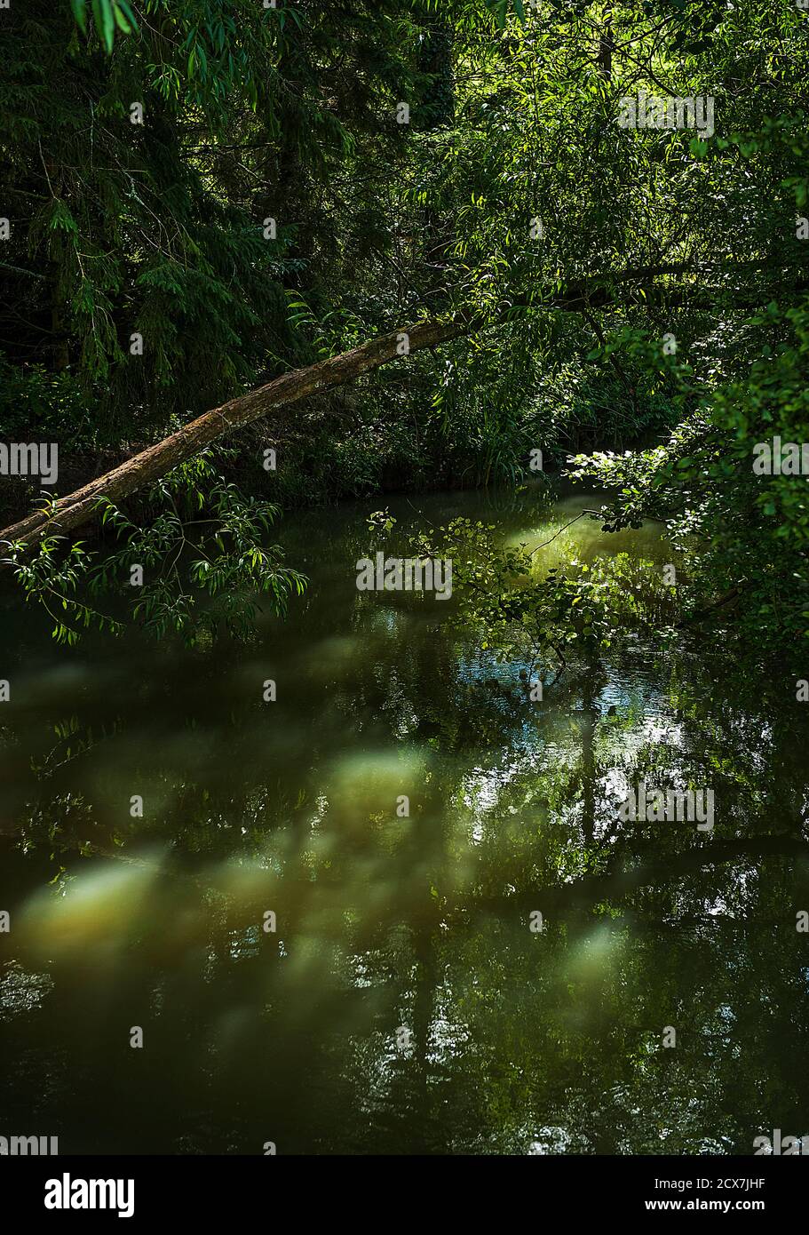 Rivière de la jungle avec lumière du soleil à travers les arbres Banque D'Images