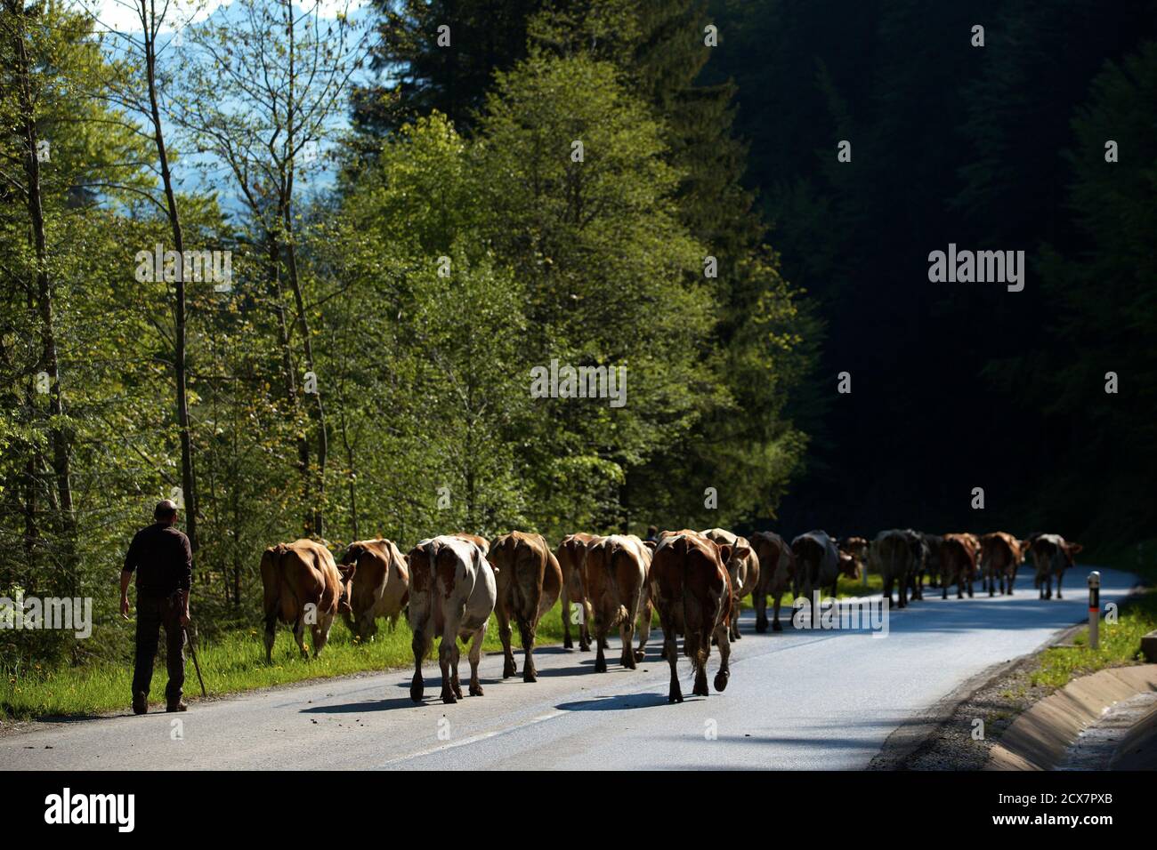 Swiss cheese maker and farmer Jacques Murith steers his herd of cows back  to their winter barn in Gruyeres, western Switzerland May 28, 2013, after  deciding to withdraw his 31 cows from