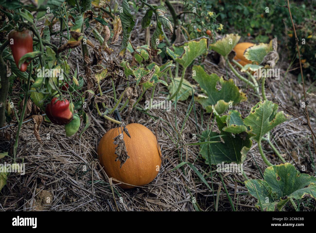 Citrouille orange et piments dans un lit de fleurs permaculture Banque D'Images