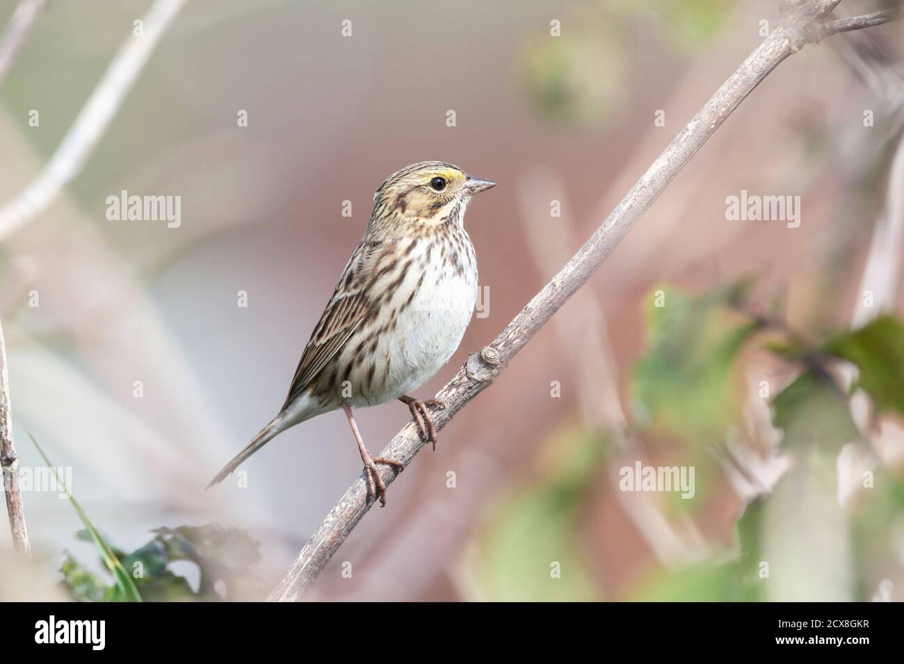 Oiseau de sparrow de Savannah à Richmond, C.-B. Canada, Banque D'Images