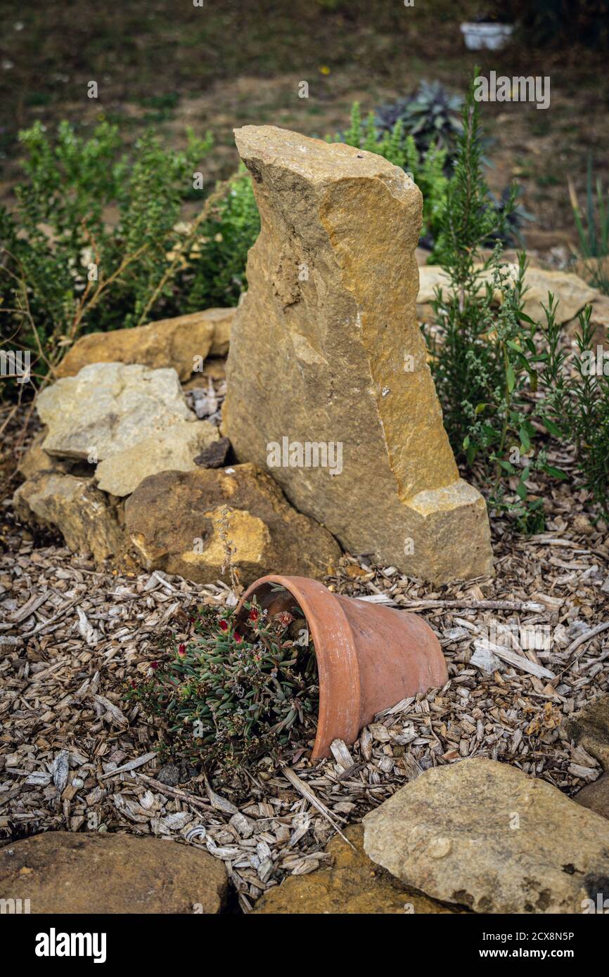Pot de fleurs dans un lit d'escargot dans le jardin de permaculture français Banque D'Images