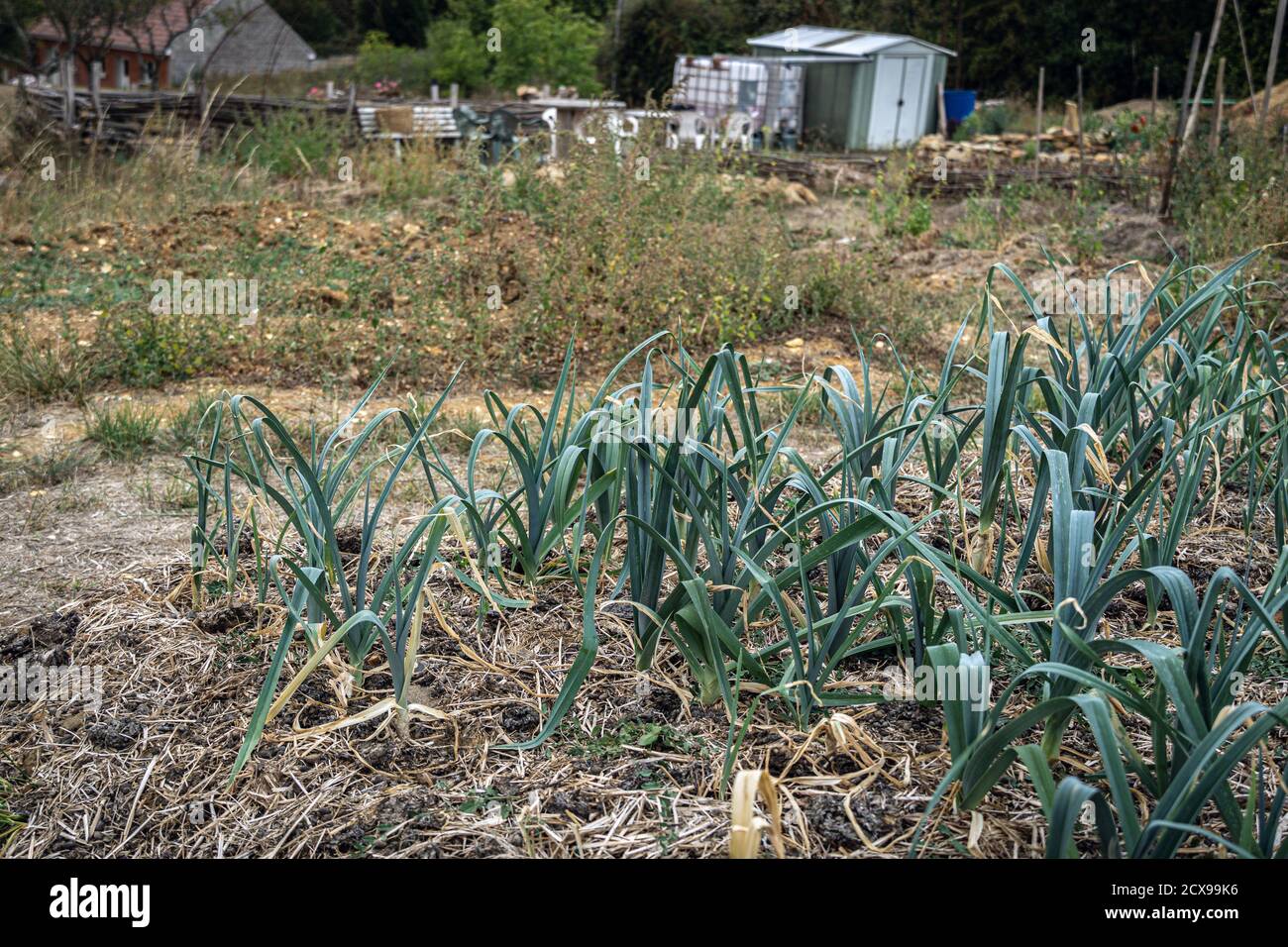 poireaux et oignons poussant dans le jardin de permaculture Banque D'Images