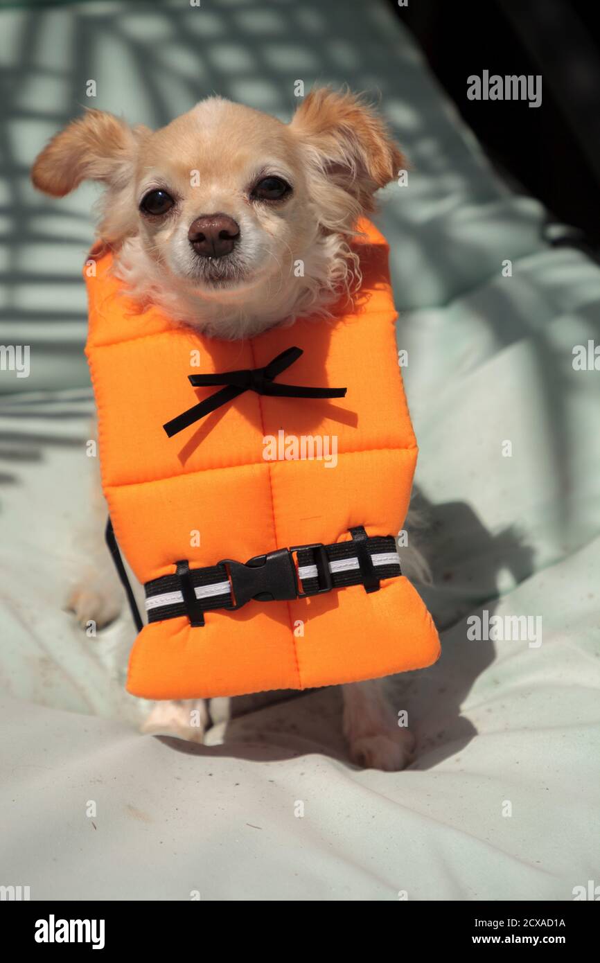 Mignon chien Chihuahua dans un costume d'Halloween marine orange Life gilet  en Floride Photo Stock - Alamy