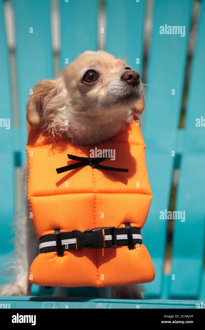 Chien Chihuahua concerné dans un gilet de sauvetage nautique orange de  costume d'Halloween en Floride Photo Stock - Alamy