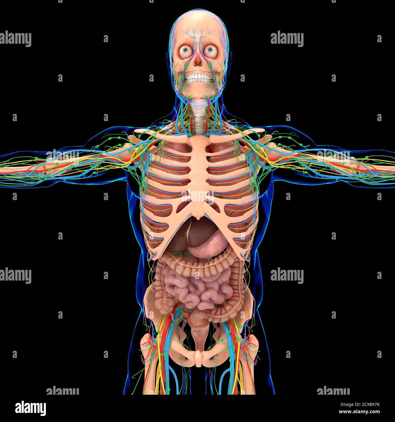 Anatomie du squelette humain avec système digestif pour le concept médical 3D Illustration Banque D'Images