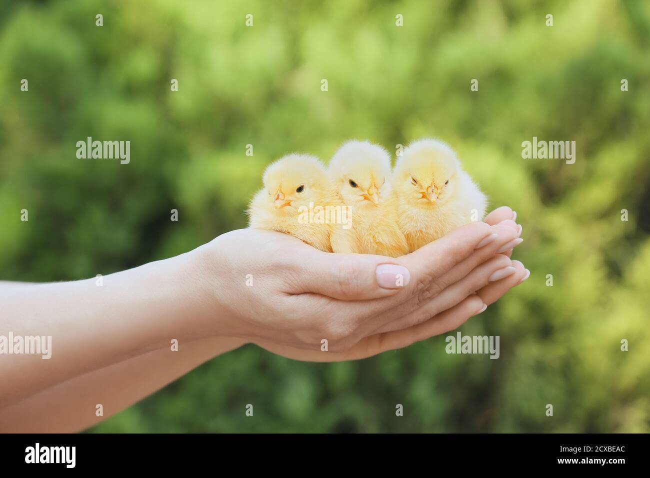 Femme avec de jolis poussins à l'extérieur Banque D'Images