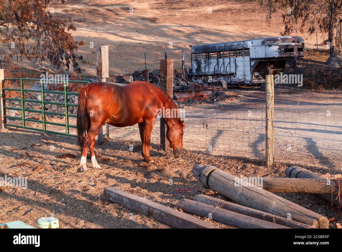 Un cheval de cour de ferme survit à un feu de forêt de Californie qui fait rage, pas si bon pour son transporteur. Banque D'Images