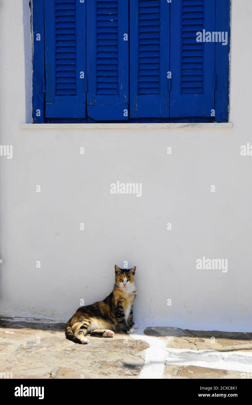 Chat surly sous les volets bleus à Milos, Grèce Banque D'Images