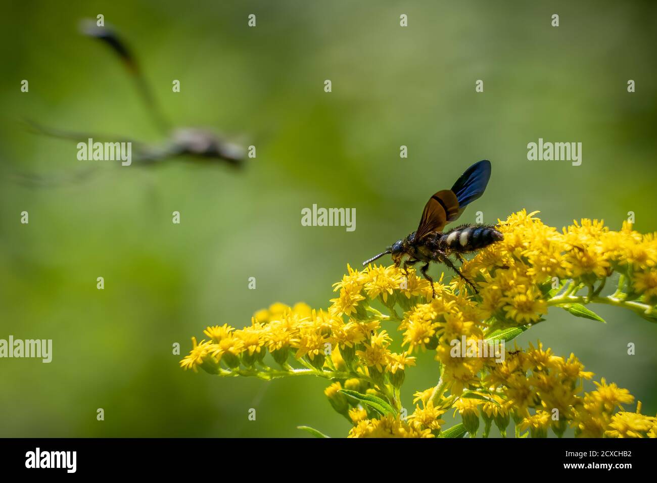 Une guêpe Scoliid à double bande (Scolia bicincta) travaille sur la pollinisation des fleurs estivales comme une guêpe à taille de fil vole à l'arrière-plan. Raleigh, non Banque D'Images