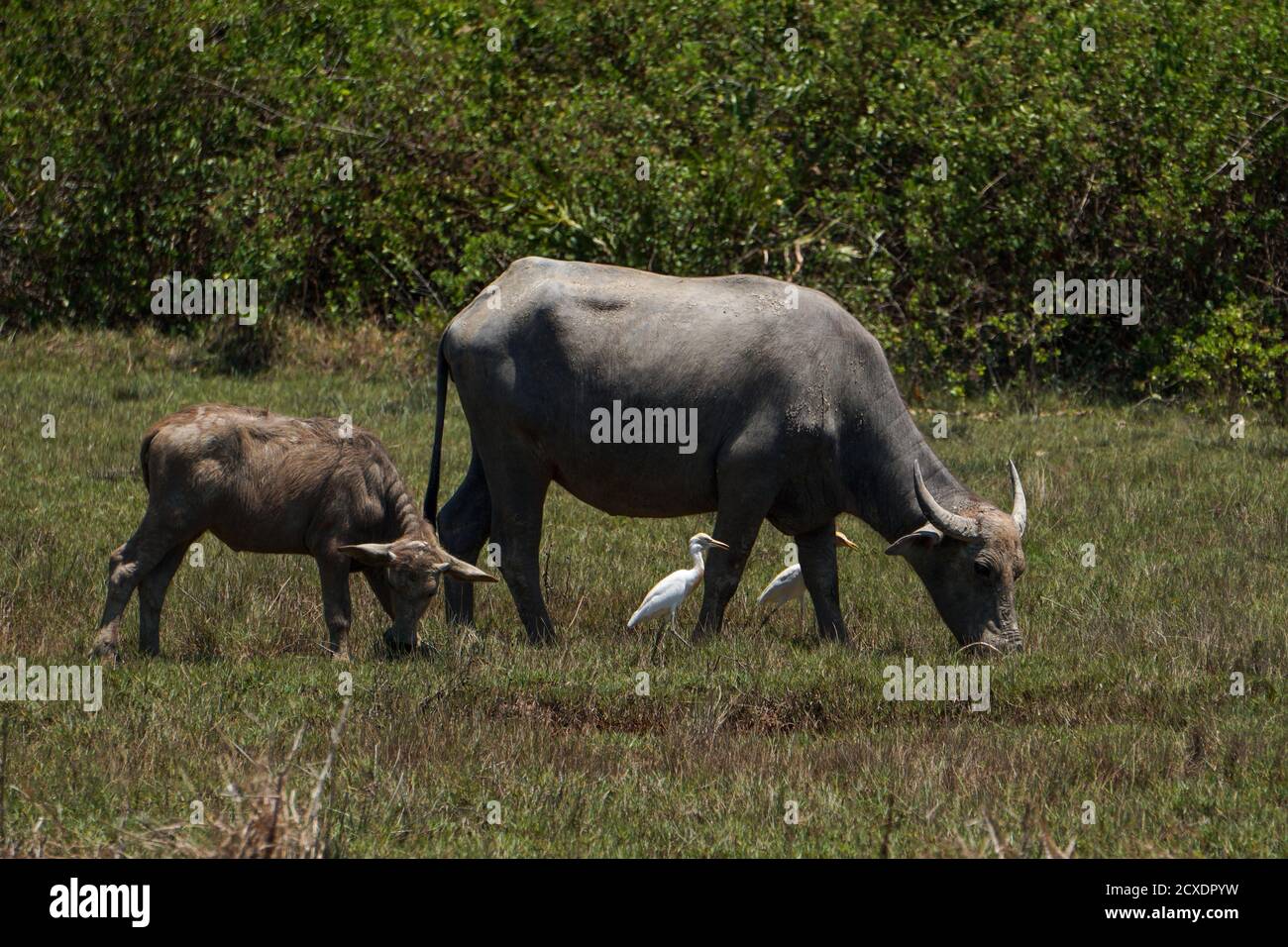 Buffle d'eau et veau à Koh Yao Noi Thaïlande Banque D'Images