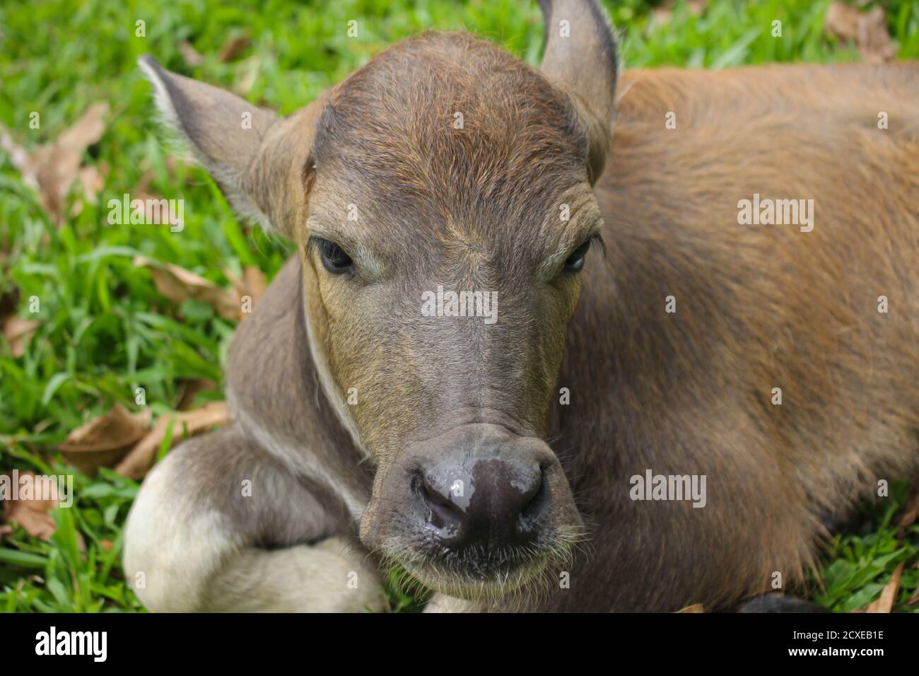 Mignon bisons de veau Albino dans la ferme, animal mignon. Ami du fermier Banque D'Images