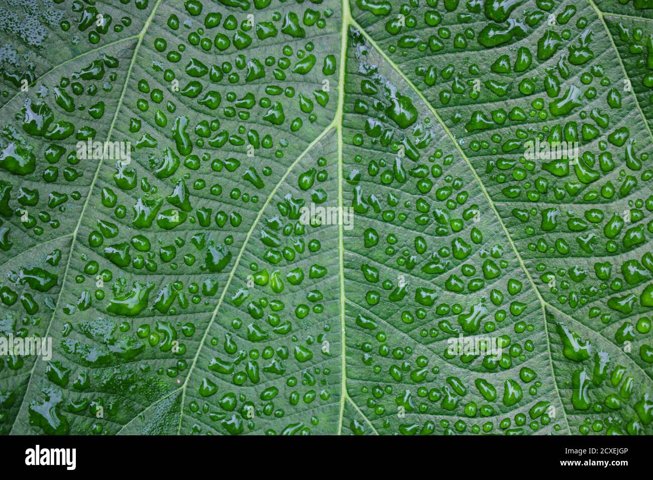 rosée superbe sur l'arrière-plan des feuilles, image d'arrière-plan verte Banque D'Images