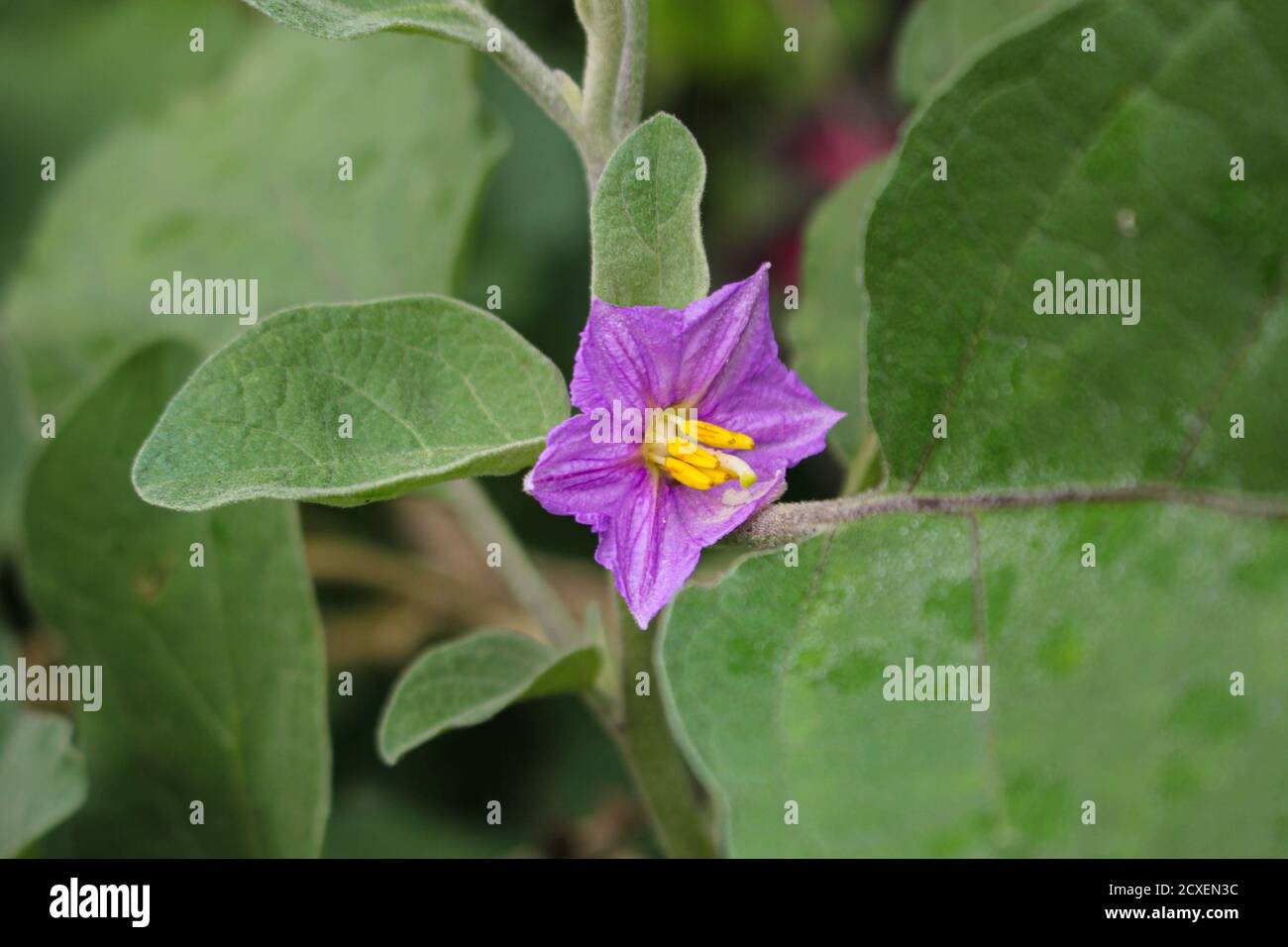 Aubergine plant Banque de photographies et d’images à haute résolution