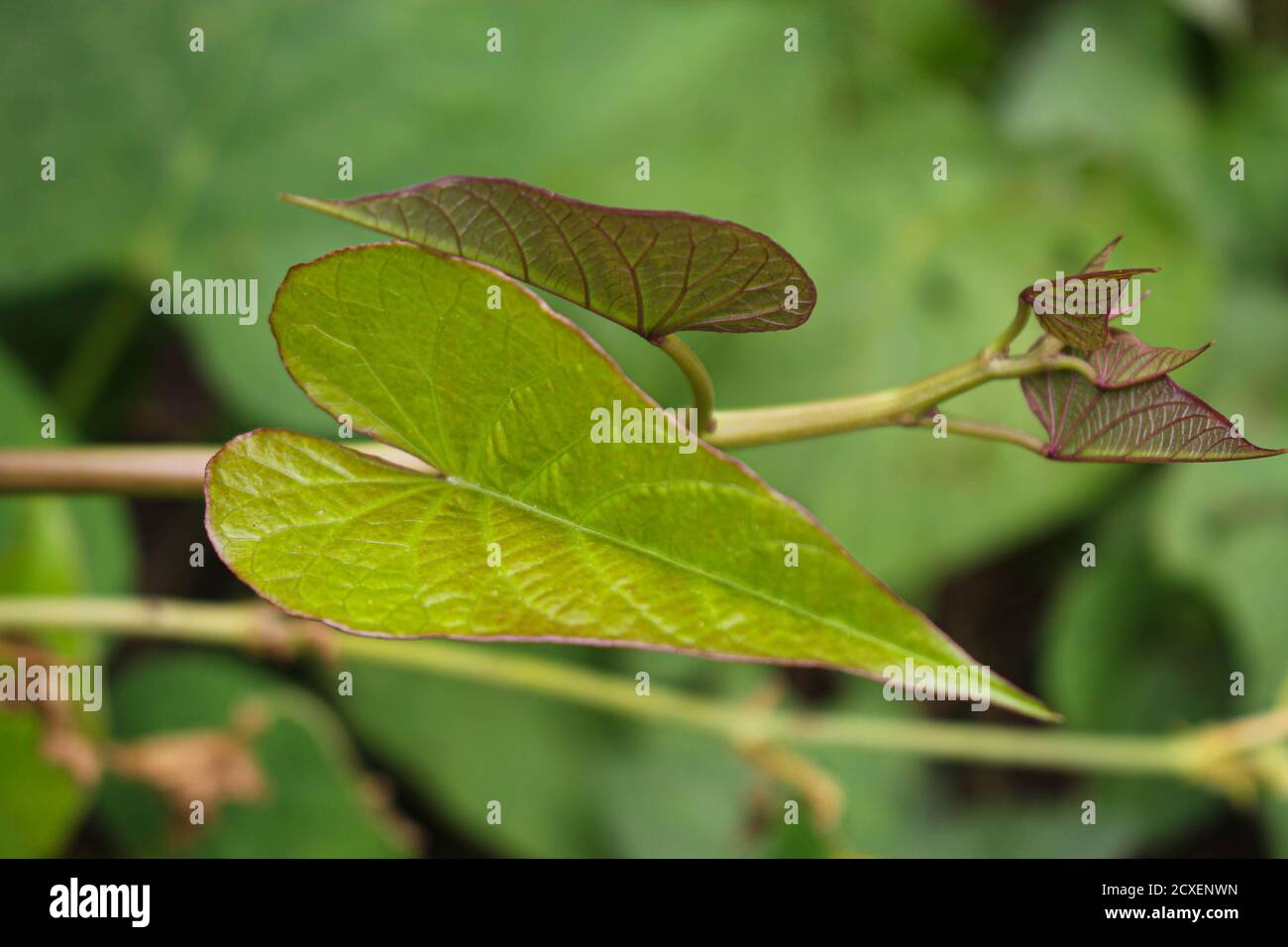 Plante et feuilles de la pomme de terre douce, feuilles de pomme de terre pourpres jardin agricole Banque D'Images