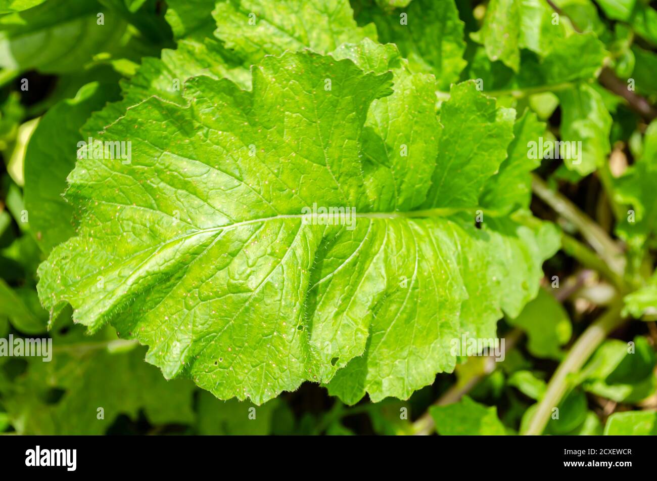 Gros plan de la feuille de Turnip Banque D'Images