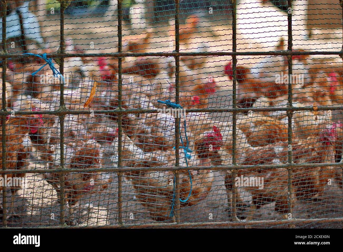 Poulet sur la ferme derrière une clôture métallique Banque D'Images