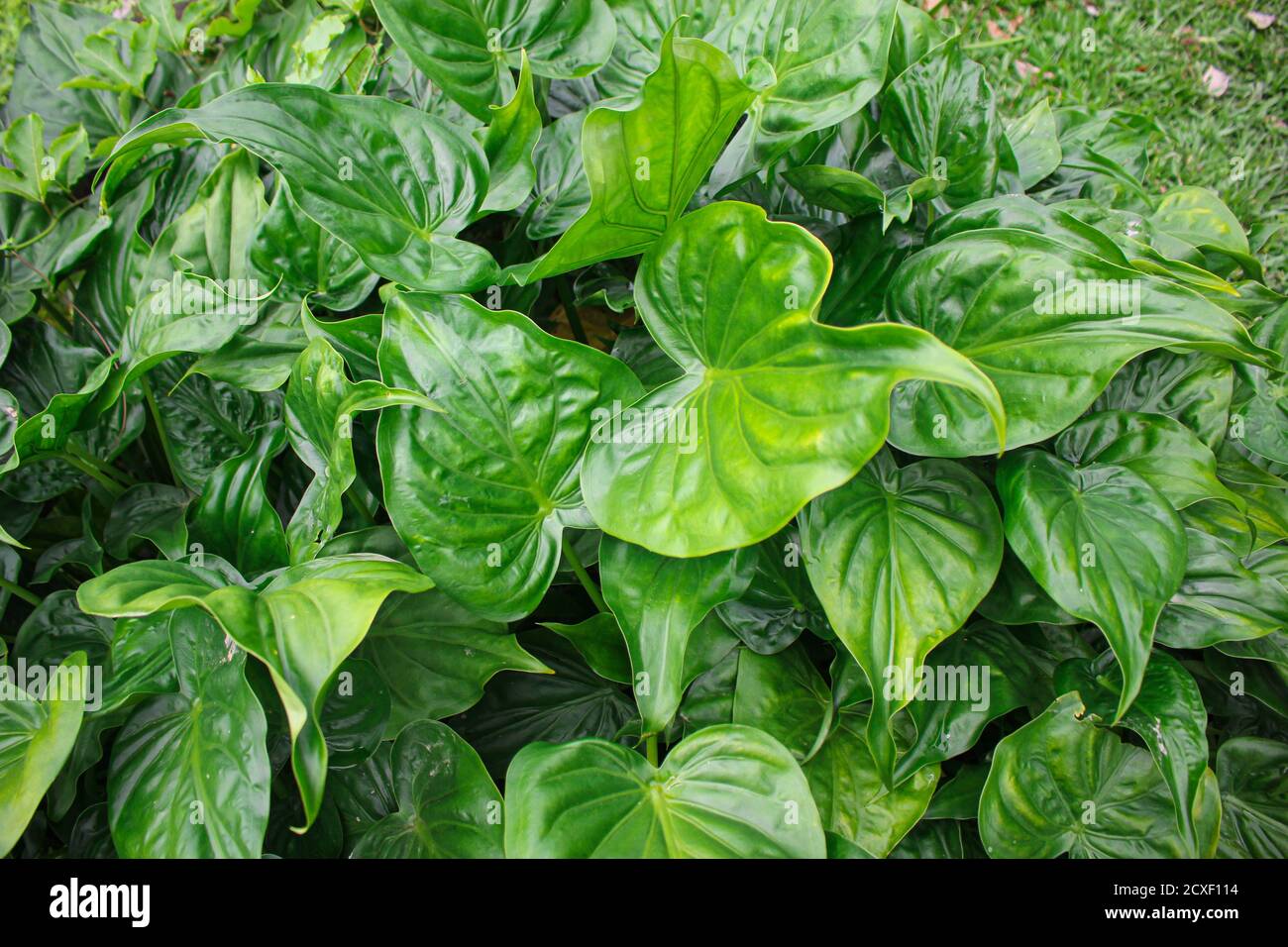 Feuilles vertes tropicales, feuilles texture asie nature image Banque D'Images Feuilles vertes tropicales, feuilles texture asie nature image Banque D'Images
