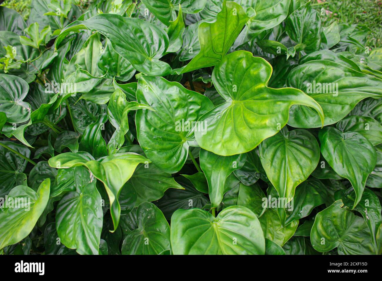 Feuilles vertes tropicales, feuilles texture asie nature image Banque D'Images Feuilles vertes tropicales, feuilles texture asie nature image Banque D'Images