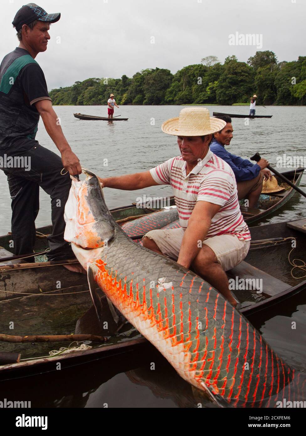 Villagers From The Porto Novo Community Load Into Their Canoes Arapaima Or Pirarucu The Largest Freshwater Fish Species In South America And One Of The Largest In The World While Fishing In Villagers From The Porto Novo Community Load Into Their Canoes Arapaima Or Pirarucu The Largest Freshwater Fish Species In South America And One Of The Largest In The World While Fishing In