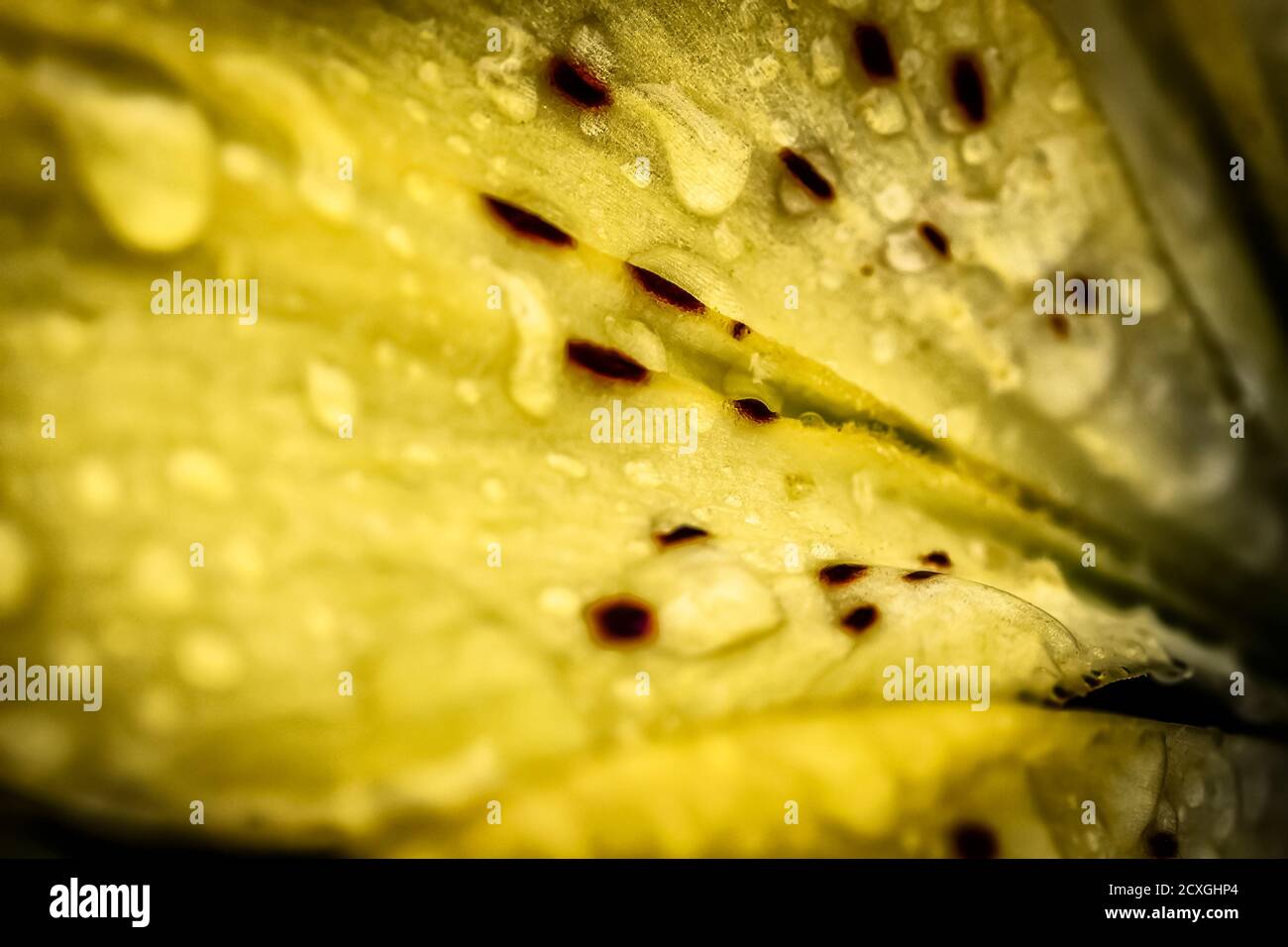 Les gouttes de pluie sur les pétales des fleurs jaunes du jardin se rapprochent comme une abstraction. Banque D'Images