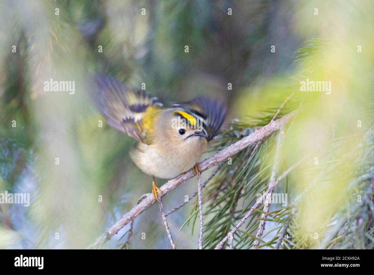 petit oiseau avec une couronne jaune sur ses rabats de tête ses ailes Banque D'Images