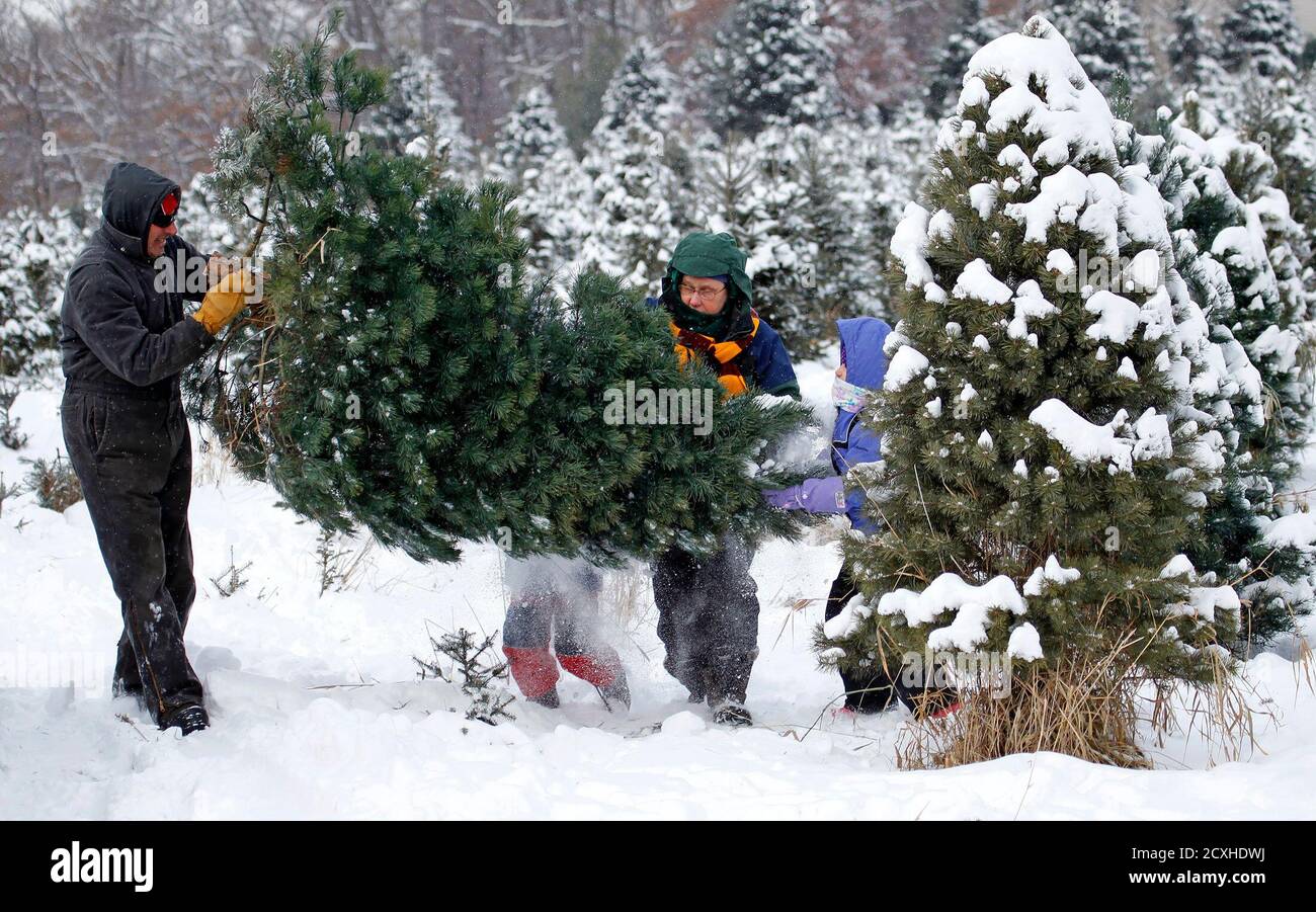 A family carries a tree they have cut for Christmas out of ...