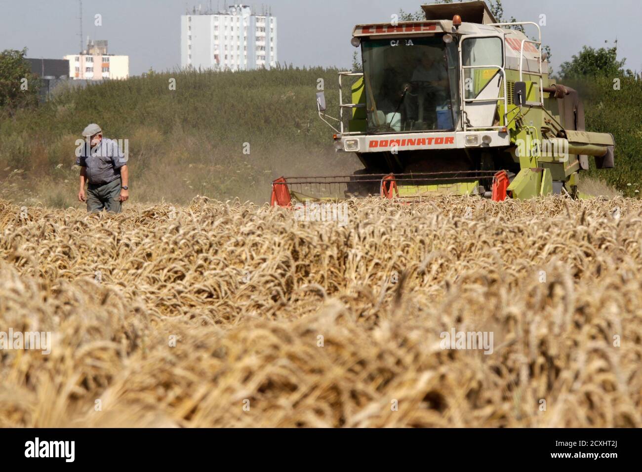 Un fermier français marche dans son champ de blé pendant la récolte à Dechy  près de Douai, dans le nord de la France, le 12 août 2012. En France, le  plus grand