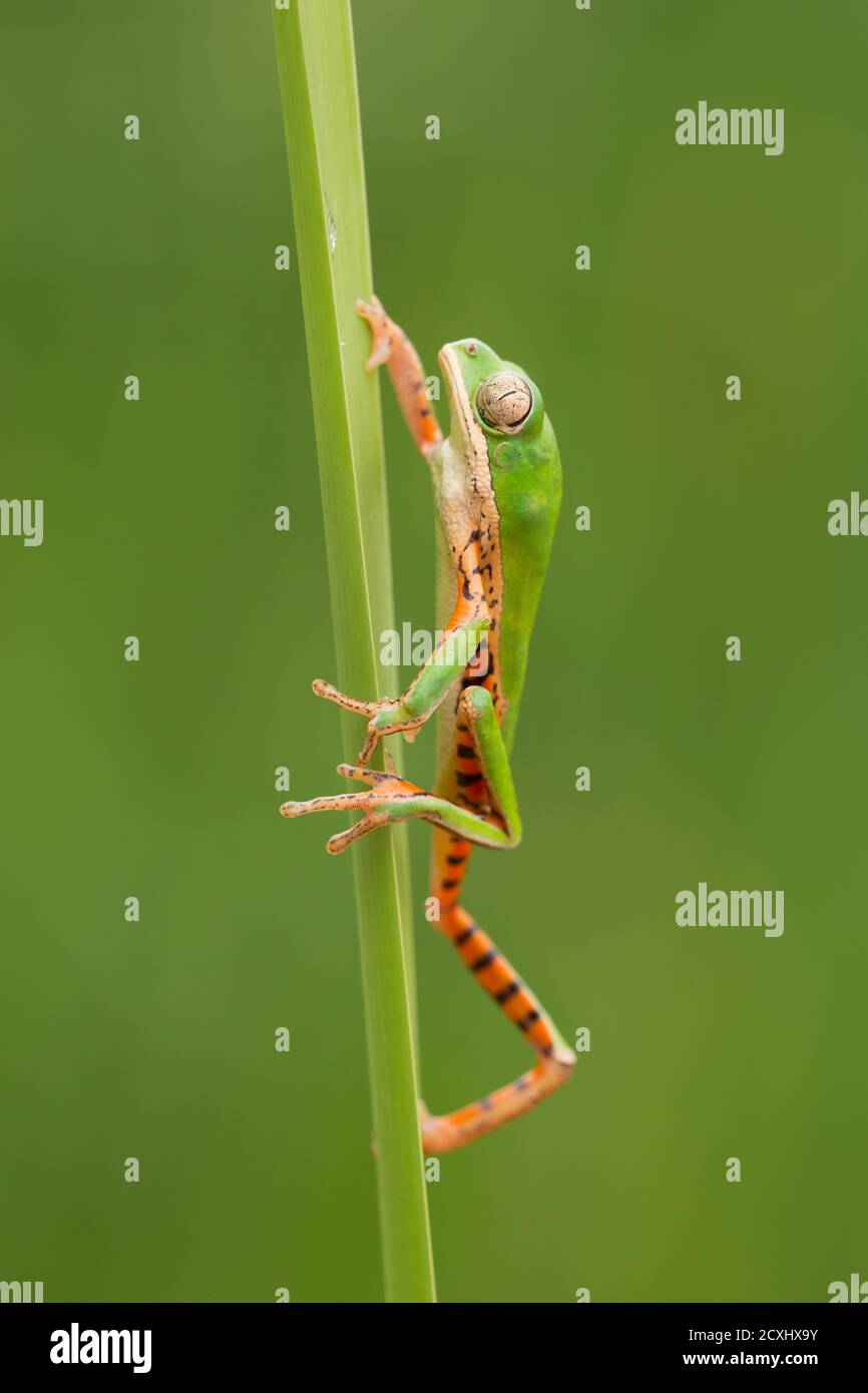 Le Pitheccopus hypochondrialis, la grenouille à feuilles à pattes orange ou la grenouille singe à pattes tigrées, est une espèce de grenouille de la famille des Phyllomedusidae Banque D'Images