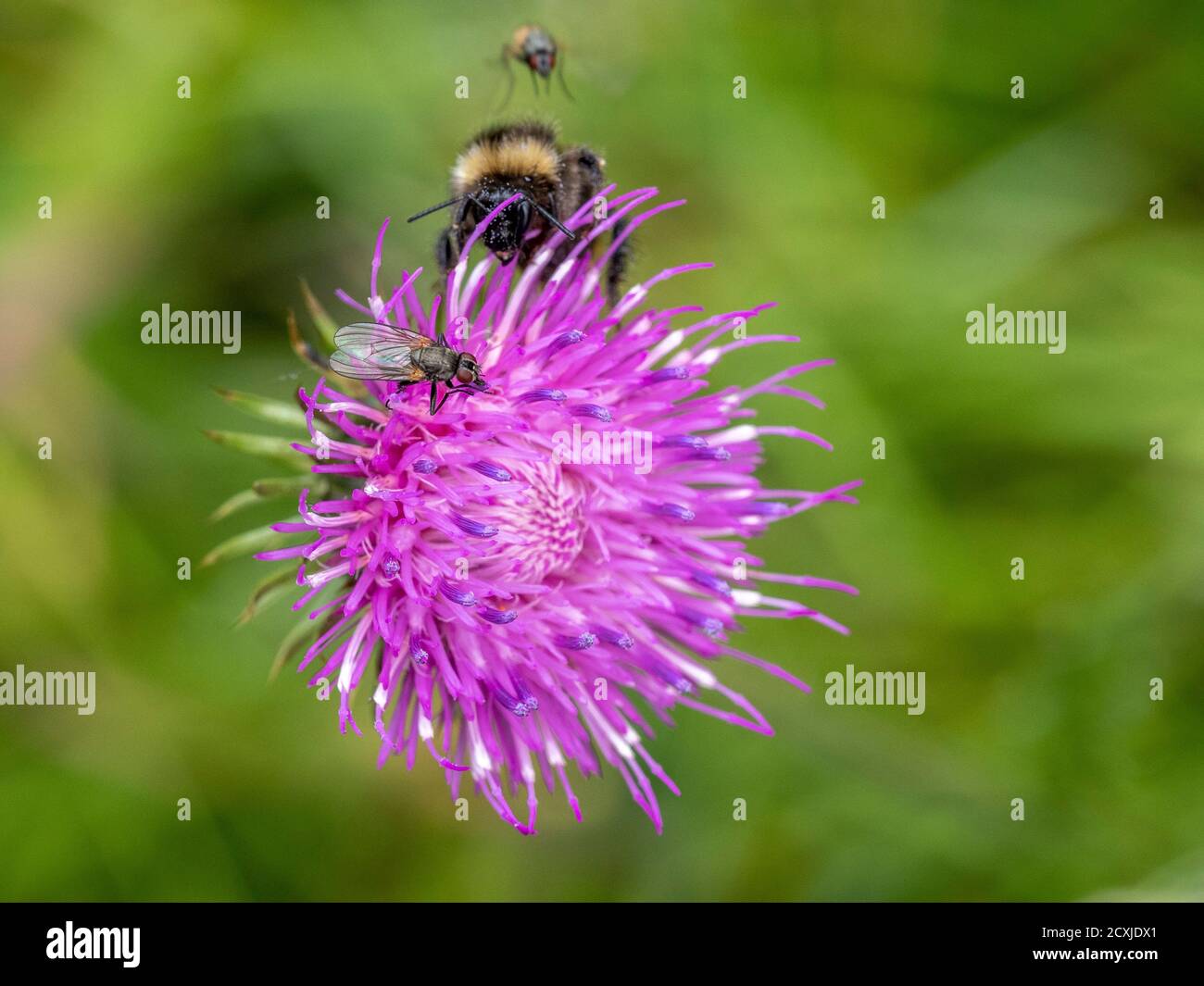 beaucoup de mouches et d'abeilles sur la fleur de cardoon gros plan Banque D'Images