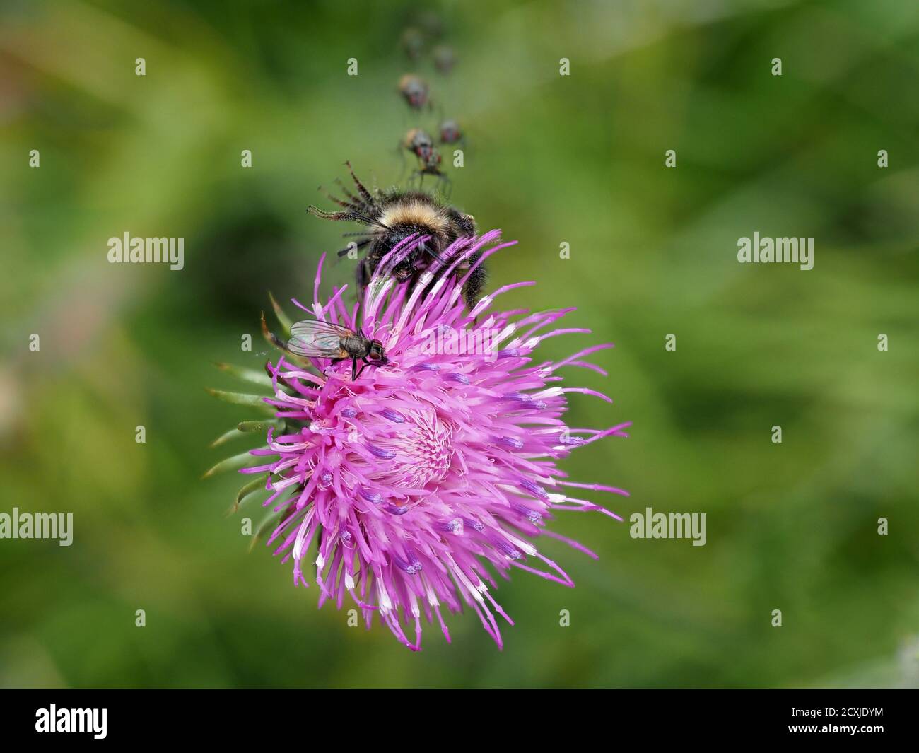 beaucoup de mouches et d'abeilles sur la fleur de cardoon gros plan Banque D'Images