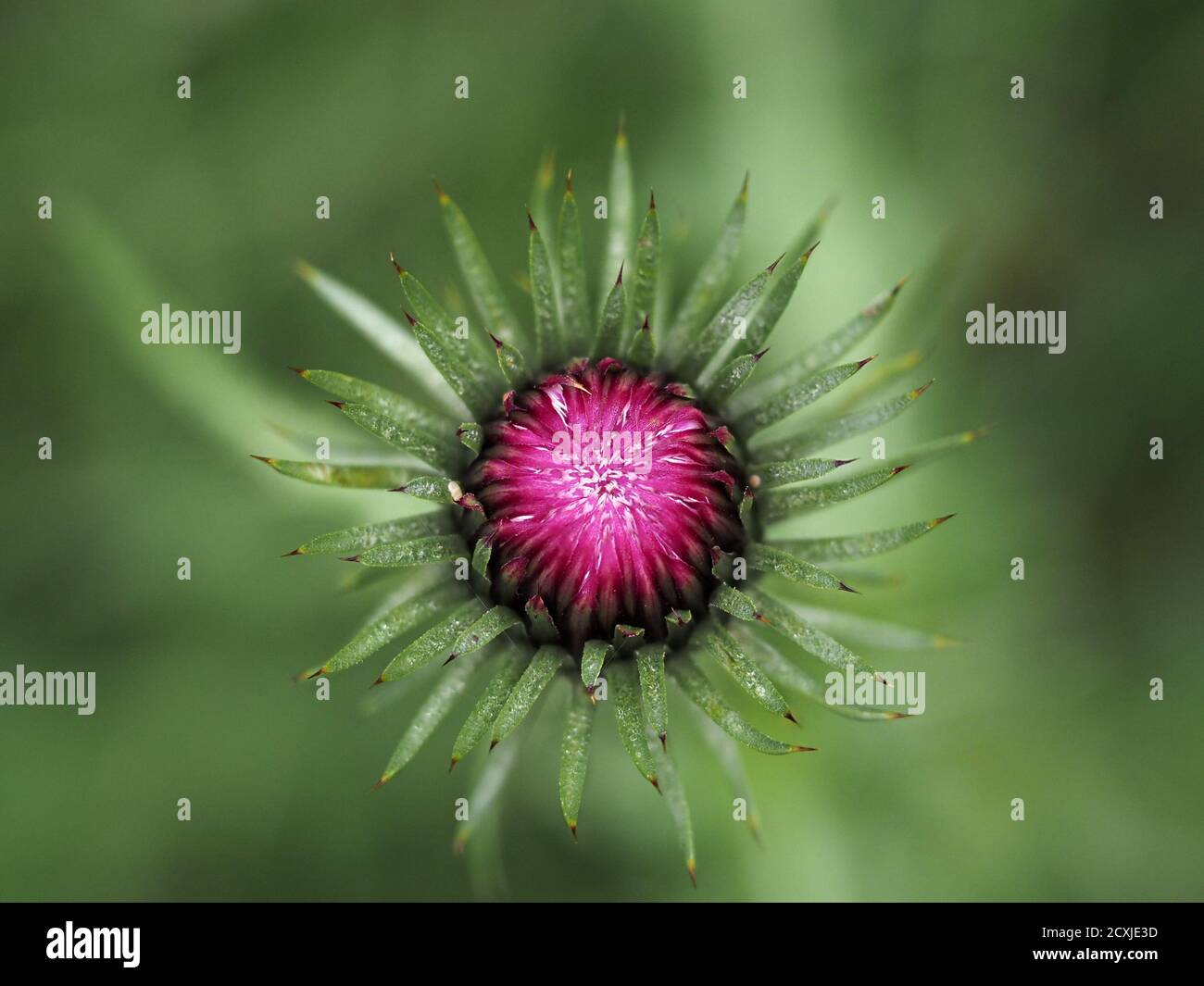 Fleurs macro close up cardon Banque D'Images