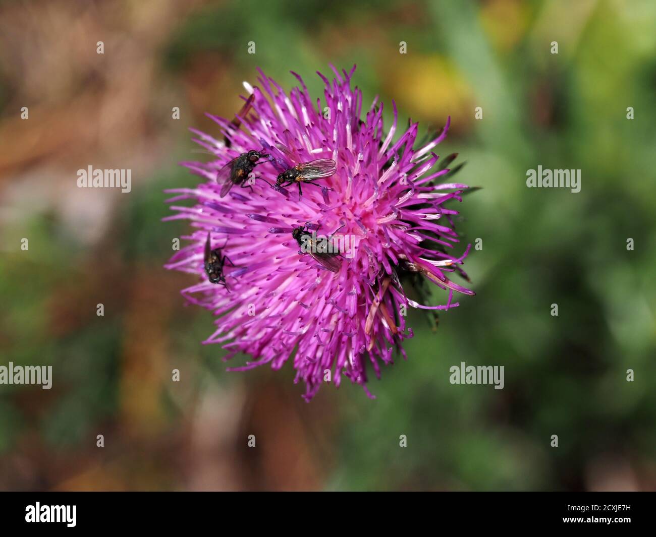 beaucoup de mouches sur la fleur de cardoon gros plan Banque D'Images