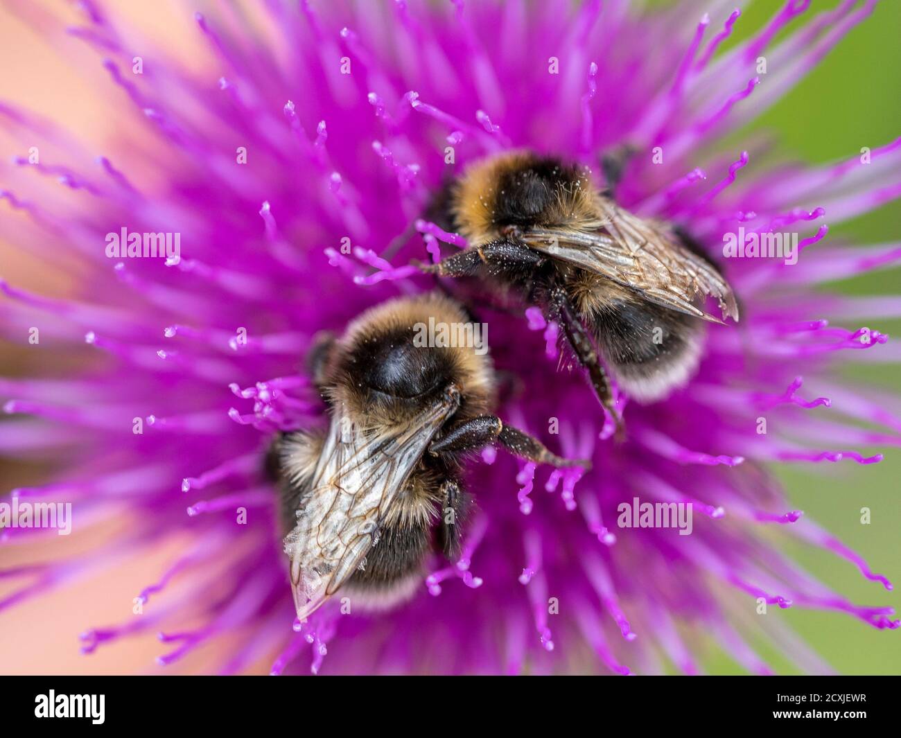 les abeilles sur la fleur de cardoon gros plan Banque D'Images