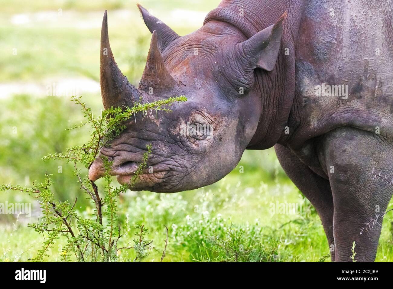 Nouvelle sur ce forum - Page 17 Rhinoceros-noirs-ou-rhinoceros-a-levres-accrochees-diceros-bicornis-gros-plan-de-la-face-de-l-espece-en-voie-de-disparition-parc-national-d-etosha-namibie-afrique-2cxjjr9