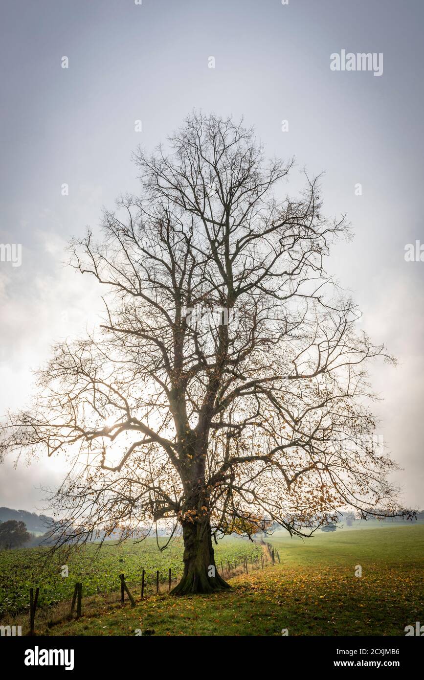 Un bel arbre sur le domaine de Bretton Hall, qui fait partie du parc de sculptures du Yorkshire près de Wakefield, au Royaume-Uni Banque D'Images