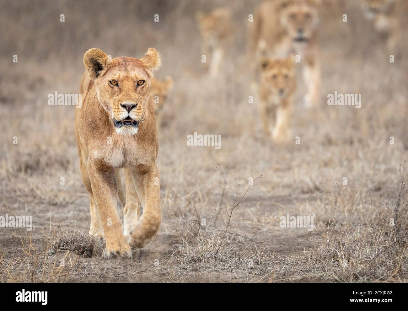 La lionne mène une fierté de lions à travers un brousse sec À Ndutu en Tanzanie Banque D'Images