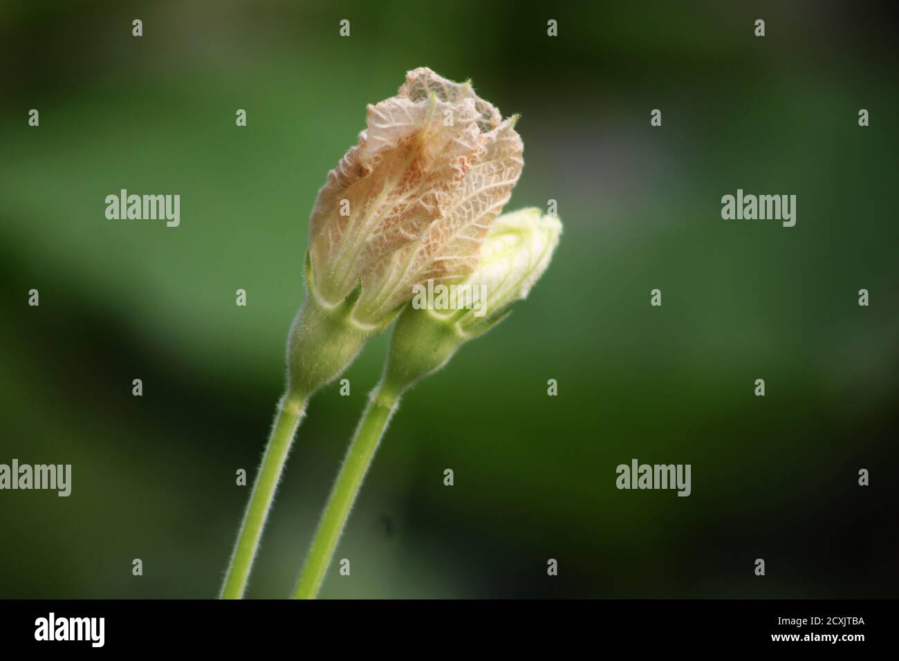 Des paires de fleurs de citrouille grandissantes Banque D'Images