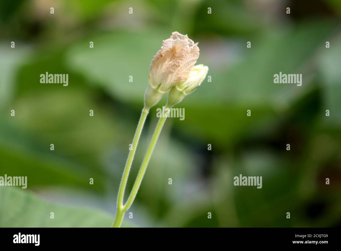 Des paires de fleurs de citrouille grandissantes Banque D'Images