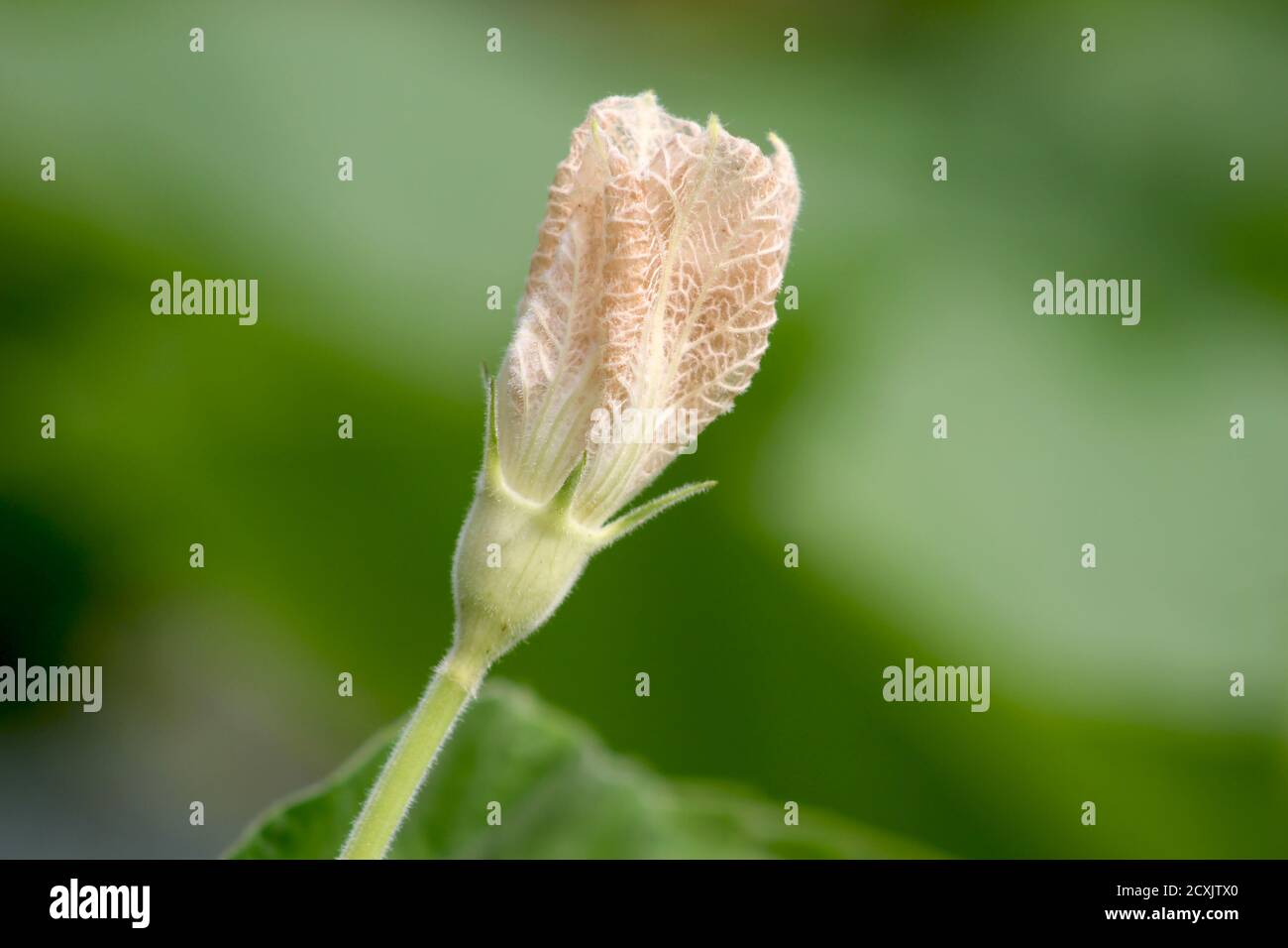 La fleur de citrouille en pleine croissance est debout avec sa tête haute Banque D'Images