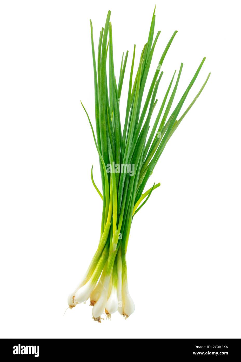 Scallion isolé ou oignon vert ou oignon de printemps sur fond blanc. Banque D'Images