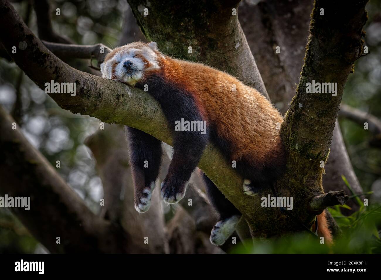 Red Panda (Ailurus fulgens) Sleeping in Tree, Wildlife Park, Royaume-Uni Banque D'Images