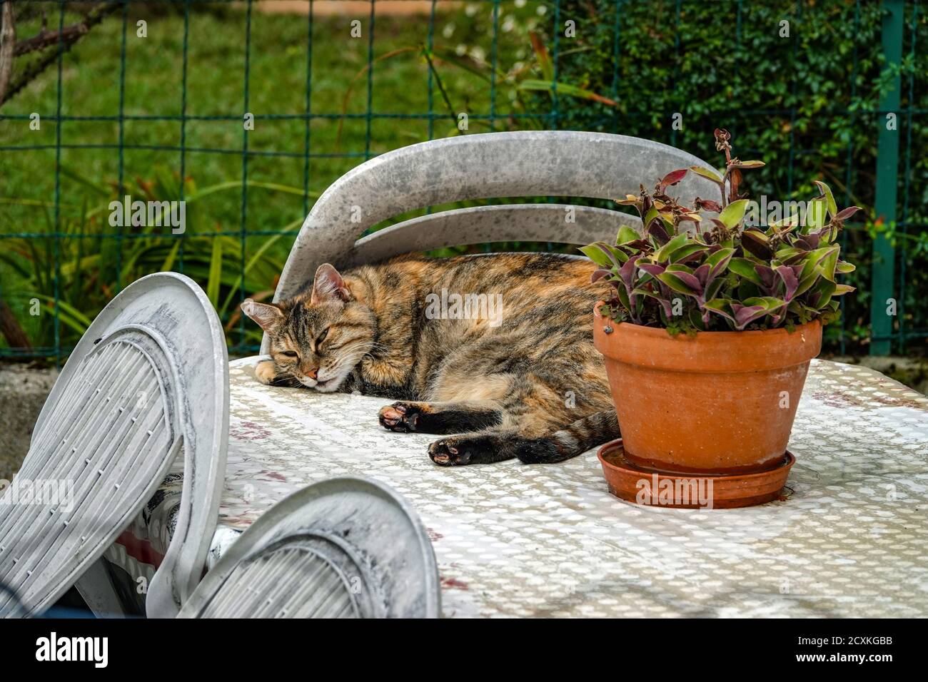 Tortoiseshell chat endormi sur la table avec des chaises en plastique et en plante Banque D'Images
