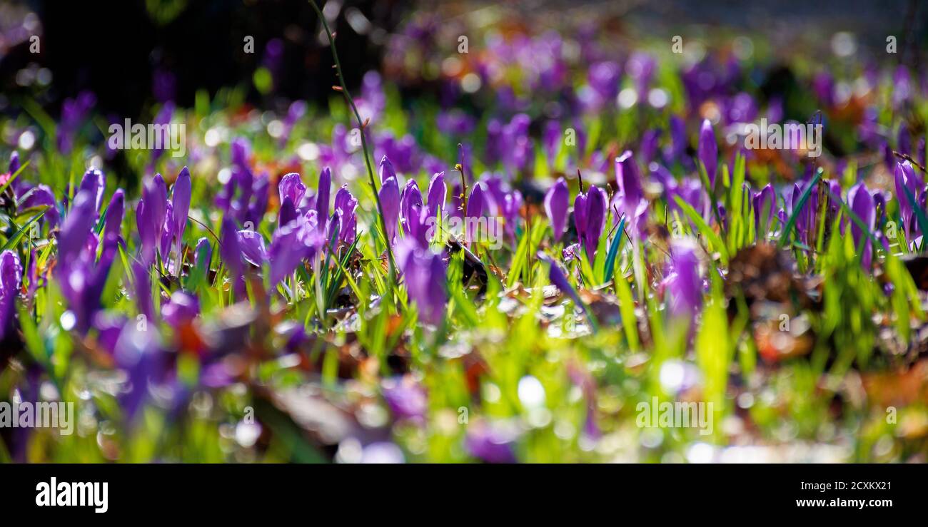 les fleurs de crocus se rapprochent de la glade de la forêt. magnifique paysage de la nature par une journée ensoleillée Banque D'Images