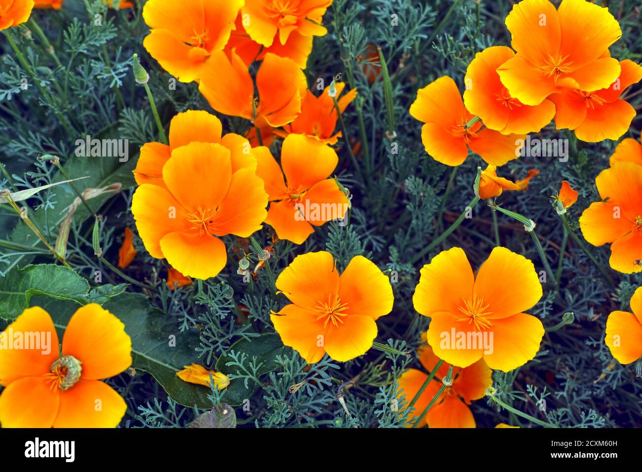 Orange en fleurs Eschscholzia californica dans la nature Banque D'Images