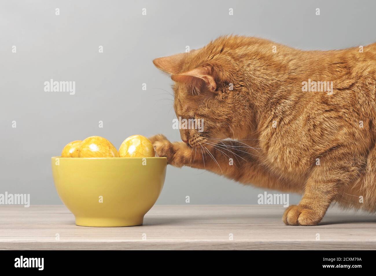 Chat de gingembre drôle regardant curieux aux oeufs de pâques dans un bol jaune. Banque D'Images